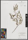 Foto von Salix alba L.